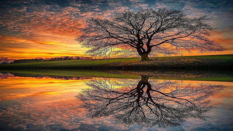 Tree At Dawn With Water Reflection Image