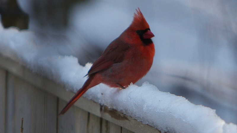 Cardinal On Snowy Perch Image
